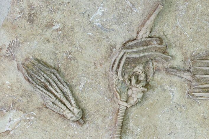 Three Species of Crinoids on One Plate - Crawfordsville, Indiana #150439